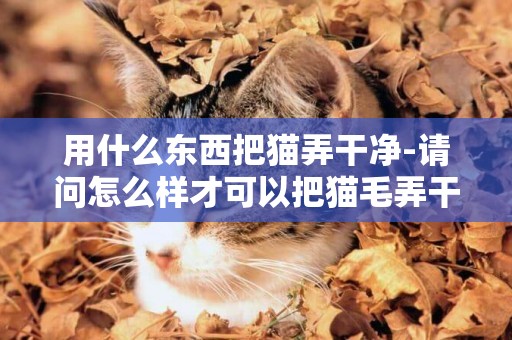 用什么东西把猫弄干净-请问怎么样才可以把猫毛弄干净？