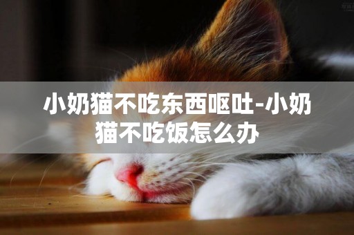 小奶猫不吃东西呕吐-小奶猫不吃饭怎么办