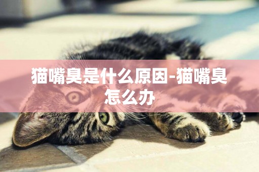 猫嘴臭是什么原因-猫嘴臭怎么办