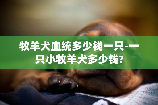 牧羊犬血统多少钱一只-一只小牧羊犬多少钱?