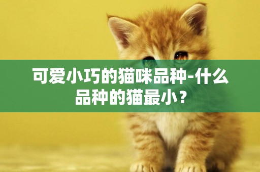 可爱小巧的猫咪品种-什么品种的猫最小？