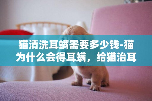 猫清洗耳螨需要多少钱-猫为什么会得耳螨，给猫治耳螨大概多少钱