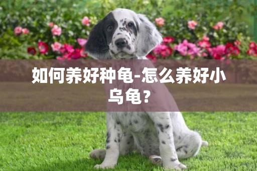 如何养好种龟-怎么养好小乌龟？