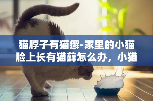 猫脖子有猫癣-家里的小猫脸上长有猫藓怎么办，小猫脖子长猫癣怎么办