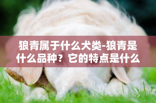 狼青属于什么犬类-狼青是什么品种？它的特点是什么？是护卫犬吗？