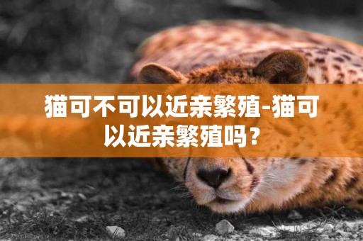 猫可不可以近亲繁殖-猫可以近亲繁殖吗？