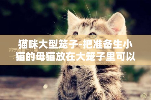 猫咪大型笼子-把准备生小猫的母猫放在大笼子里可以吗