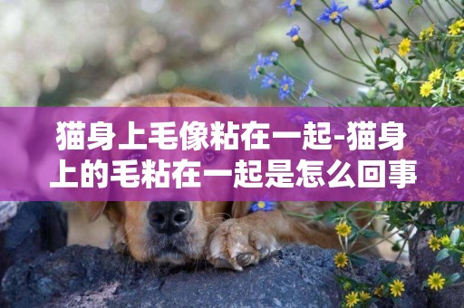 猫身上毛像粘在一起-猫身上的毛粘在一起是怎么回事