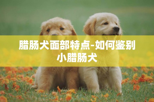 腊肠犬面部特点-如何鉴别小腊肠犬