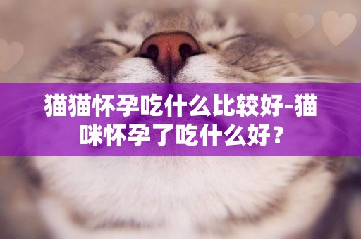 猫猫怀孕吃什么比较好-猫咪怀孕了吃什么好？