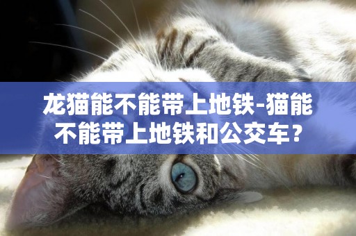 龙猫能不能带上地铁-猫能不能带上地铁和公交车？