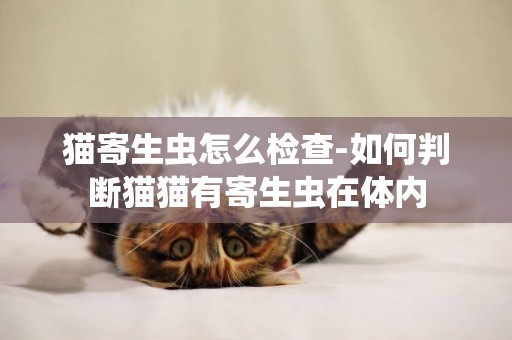 猫寄生虫怎么检查-如何判断猫猫有寄生虫在体内