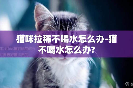 猫咪拉稀不喝水怎么办-猫不喝水怎么办?