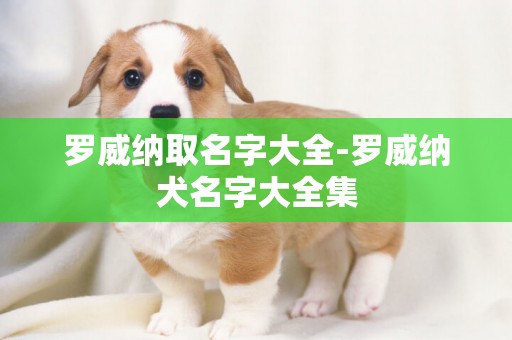 罗威纳取名字大全-罗威纳犬名字大全集