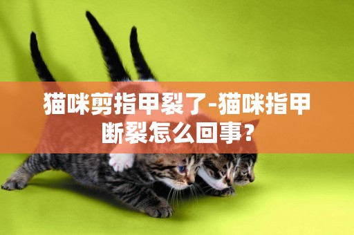 猫咪剪指甲裂了-猫咪指甲断裂怎么回事？