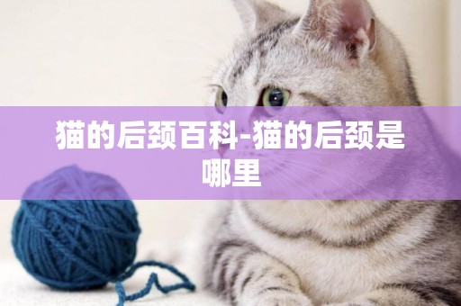 猫的后颈百科-猫的后颈是哪里