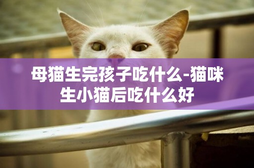 母猫生完孩子吃什么-猫咪生小猫后吃什么好