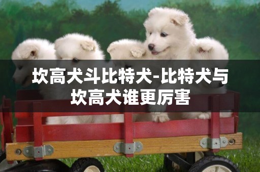 坎高犬斗比特犬-比特犬与坎高犬谁更厉害