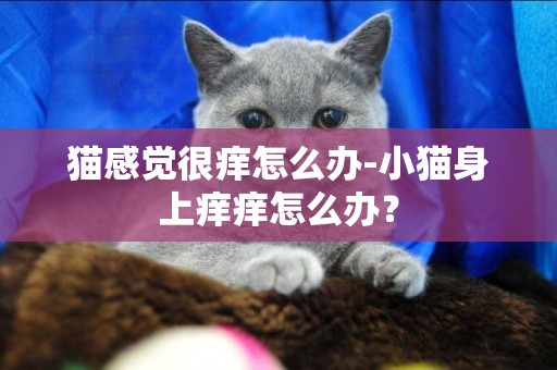 猫感觉很痒怎么办-小猫身上痒痒怎么办？