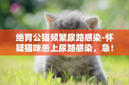 绝育公猫频繁尿路感染-怀疑猫咪患上尿路感染，急！