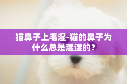 猫鼻子上毛湿-猫的鼻子为什么总是湿湿的？