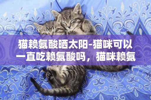 猫赖氨酸晒太阳-猫咪可以一直吃赖氨酸吗，猫咪赖氨酸怎么喂