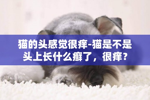 猫的头感觉很痒-猫是不是头上长什么癣了，很痒？