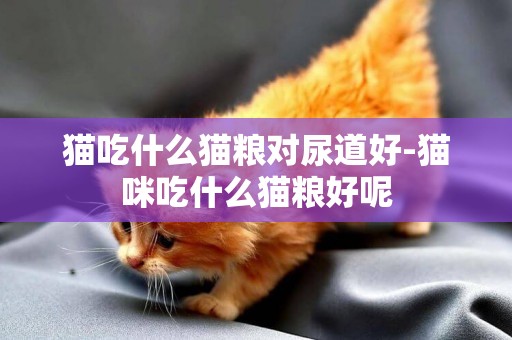 猫吃什么猫粮对尿道好-猫咪吃什么猫粮好呢