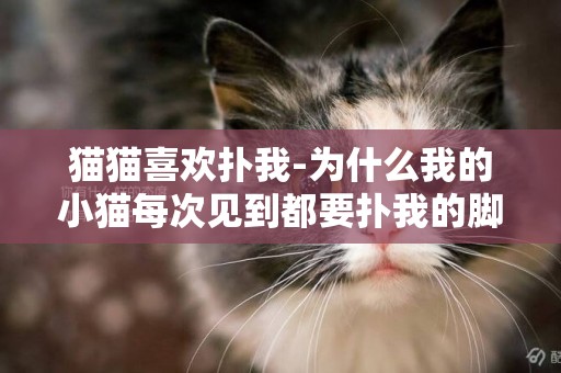 猫猫喜欢扑我-为什么我的小猫每次见到都要扑我的脚？