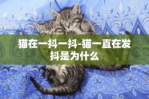 猫在一抖一抖-猫一直在发抖是为什么