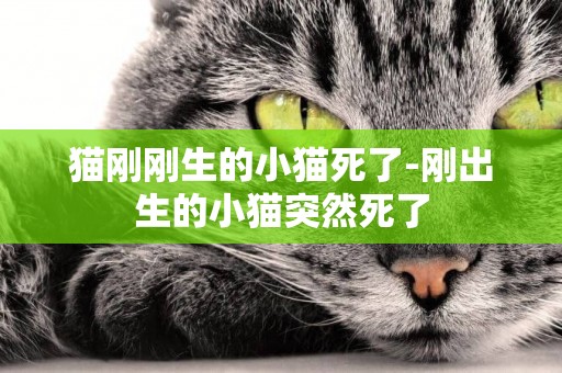 猫刚刚生的小猫死了-刚出生的小猫突然死了