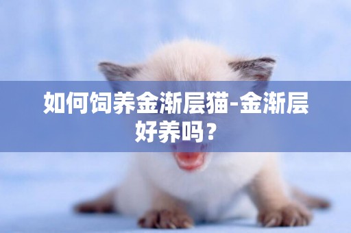 如何饲养金渐层猫-金渐层好养吗？