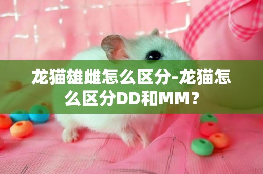 龙猫雄雌怎么区分-龙猫怎么区分DD和MM？