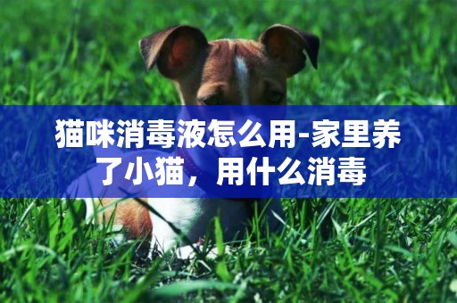 猫咪消毒液怎么用-家里养了小猫，用什么消毒