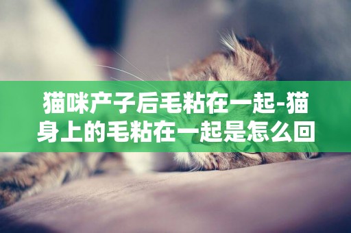 猫咪产子后毛粘在一起-猫身上的毛粘在一起是怎么回事