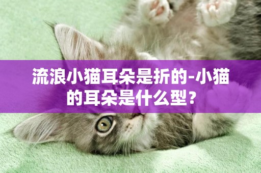 流浪小猫耳朵是折的-小猫的耳朵是什么型？