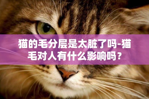 猫的毛分层是太脏了吗-猫毛对人有什么影响吗？