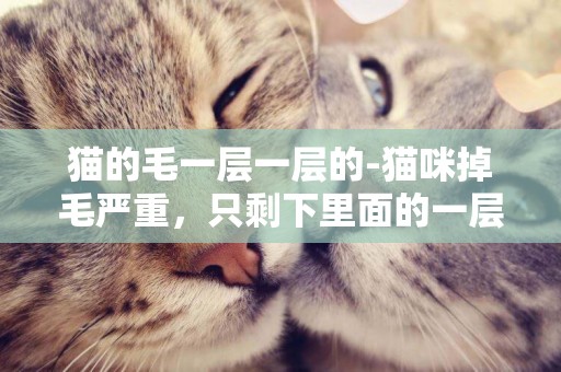 猫的毛一层一层的-猫咪掉毛严重，只剩下里面的一层毛