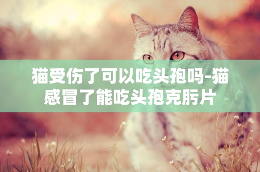 猫受伤了可以吃头孢吗-猫感冒了能吃头孢克肟片