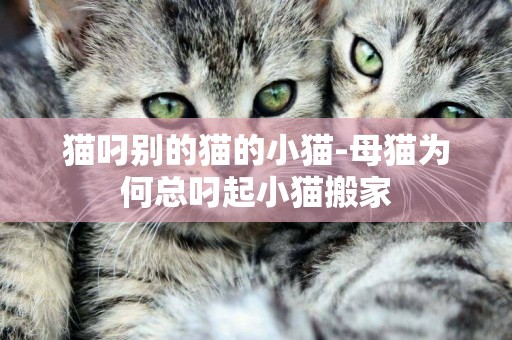 猫叼别的猫的小猫-母猫为何总叼起小猫搬家