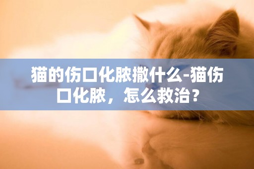 猫的伤口化脓撒什么-猫伤口化脓，怎么救治？