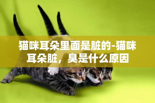 猫咪耳朵里面是脏的-猫咪耳朵脏，臭是什么原因