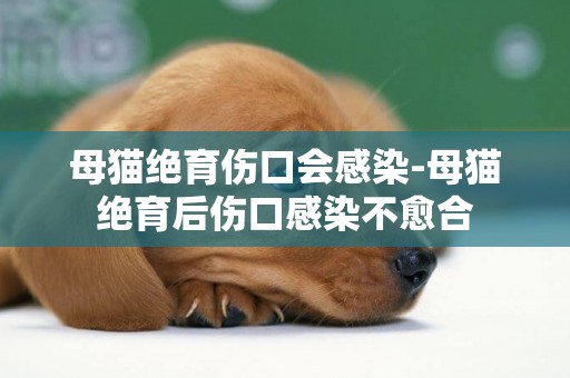 母猫绝育伤口会感染-母猫绝育后伤口感染不愈合