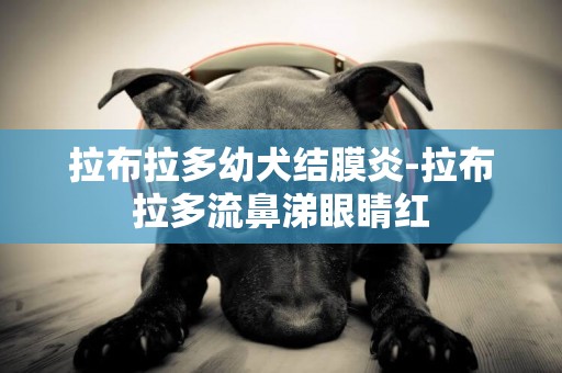 拉布拉多幼犬结膜炎-拉布拉多流鼻涕眼睛红