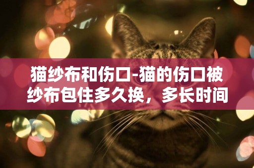 猫纱布和伤口-猫的伤口被纱布包住多久换，多长时间可以给猫更换纱布