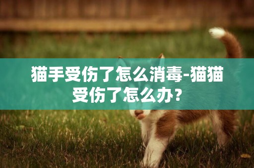 猫手受伤了怎么消毒-猫猫受伤了怎么办？