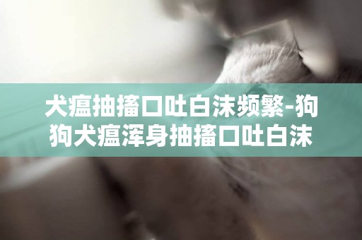 犬瘟抽搐口吐白沫频繁-狗狗犬瘟浑身抽搐口吐白沫