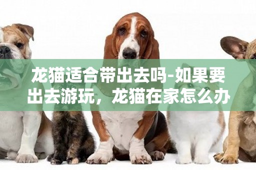 龙猫适合带出去吗-如果要出去游玩，龙猫在家怎么办？