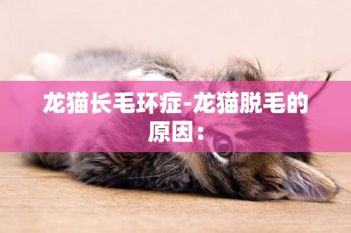 龙猫长毛环症-龙猫脱毛的原因：