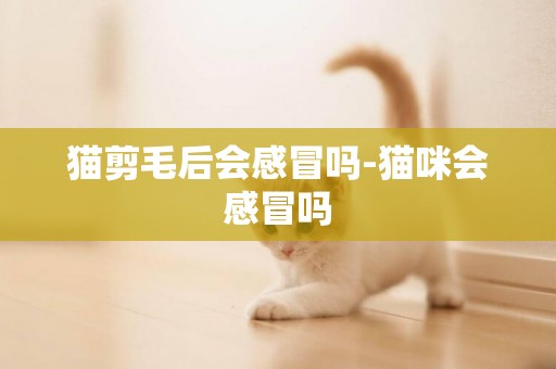 猫剪毛后会感冒吗-猫咪会感冒吗